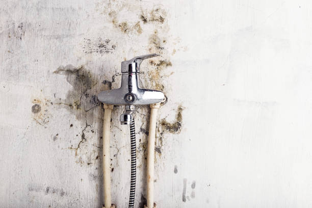 Best Local Mold Removal Service  in Ridgewood, NJ