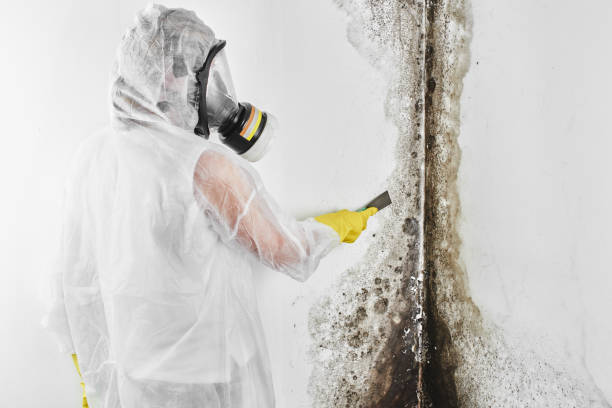 Best Certified Mold Removal  in Ridgewood, NJ