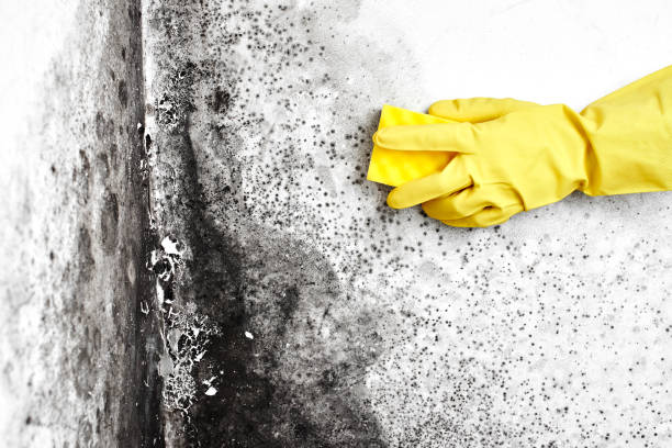Best Mold Removal Company Near Me  in Ridgewood, NJ