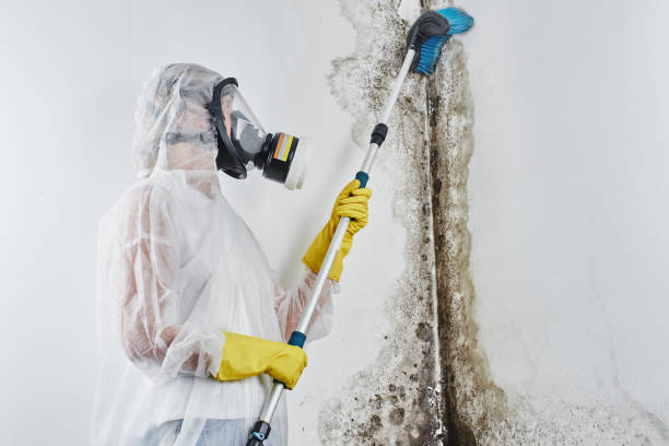 Best Mold Removal Company Near Me  in Ridgewood, NJ