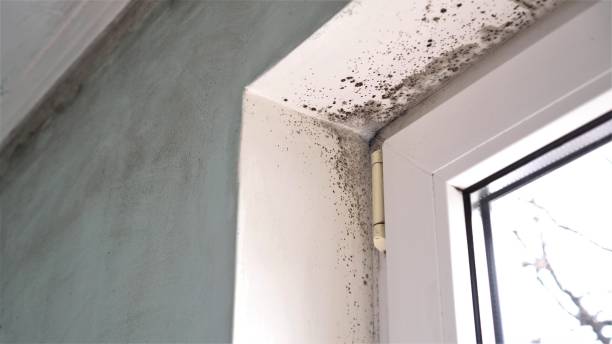 Best Mold Damage Repair  in Ridgewood, NJ