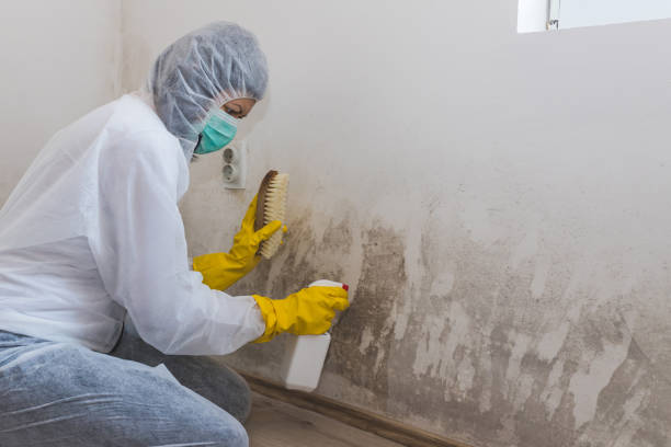 Best Best Mold Removal Companies  in Ridgewood, NJ