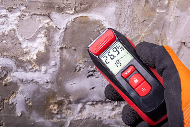 Best Mold Removal Near Me  in Ridgewood, NJ