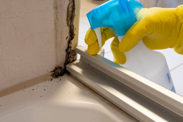 Best Local Mold Removal Service  in Ridgewood, NJ