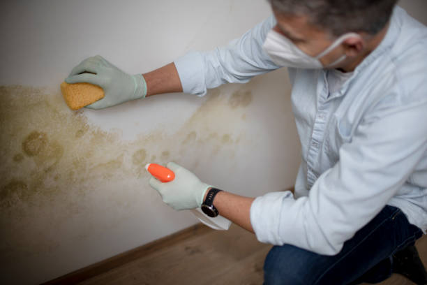 Best Same-Day Mold Removal  in Ridgewood, NJ