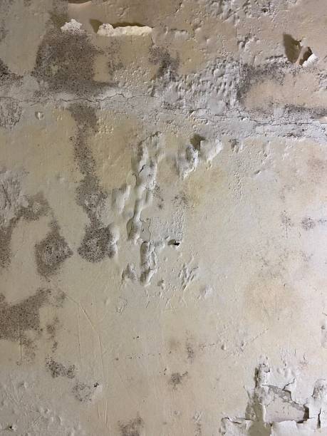 Professional Mold Removal in Ridgewood, NJ