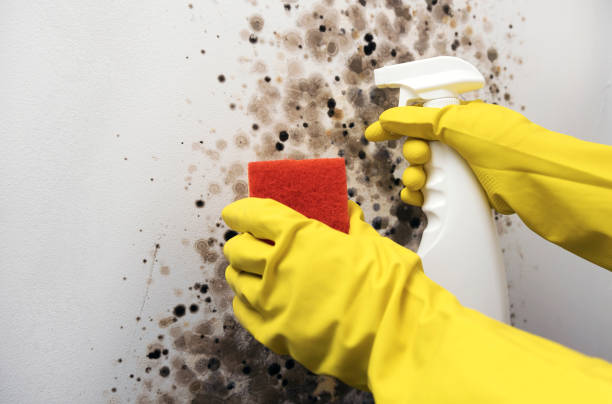 Best Mold Testing  in Ridgewood, NJ