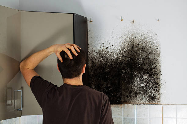 Best Home Mold Removal  in Ridgewood, NJ
