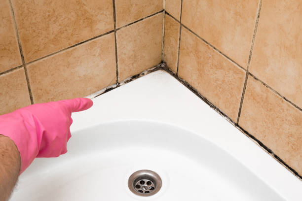 Best Mold Testing  in Ridgewood, NJ