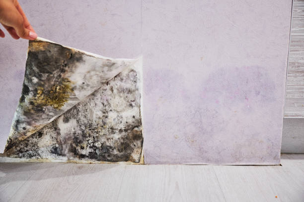 Best Emergency Mold Removal  in Ridgewood, NJ